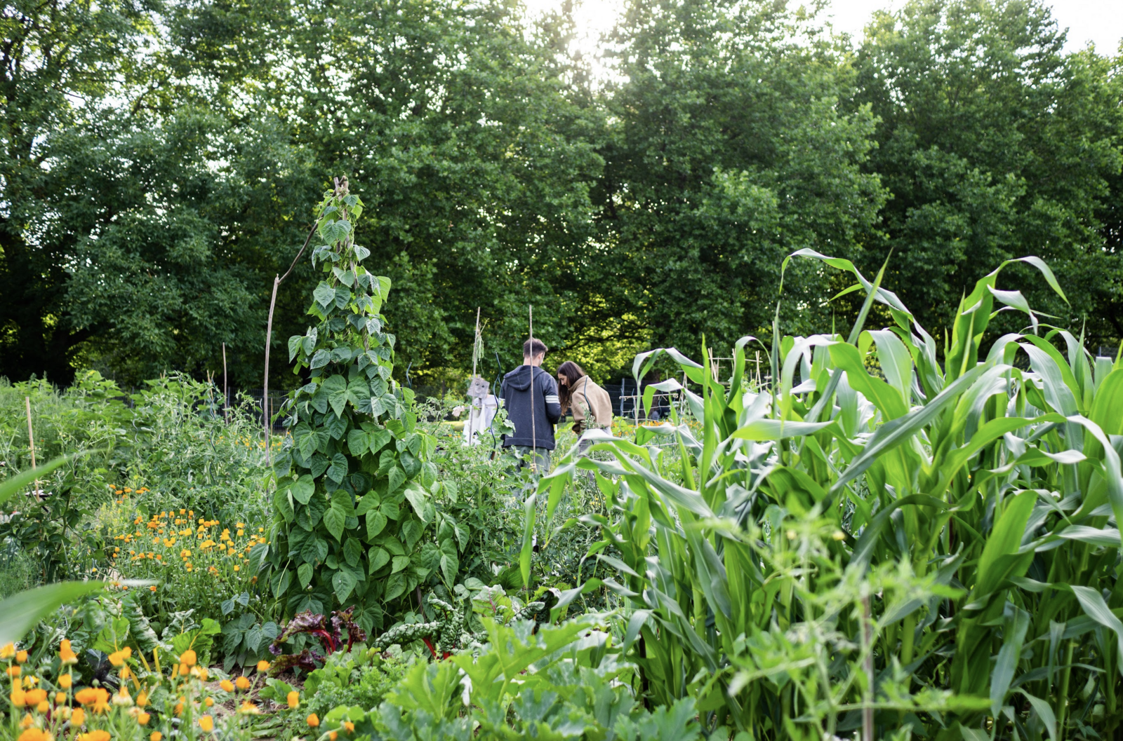Mischkultur im Garten mit BOhnen, Mais, Zucchini, Tagetes und vielem mehr.