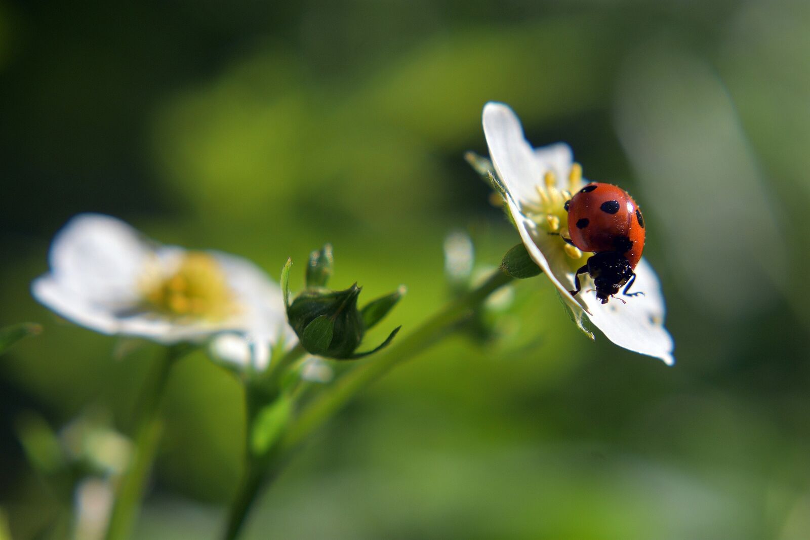 Erdbeerblüte mit Marienkäfer