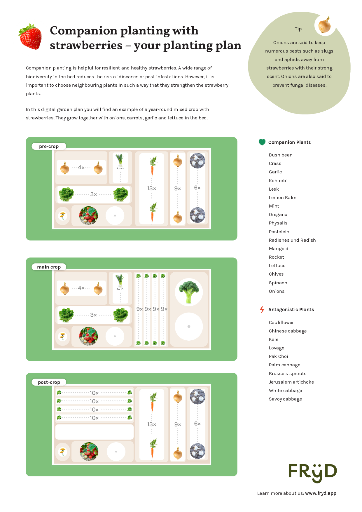 strawberries-planting-plan-good-neighbors.pdf