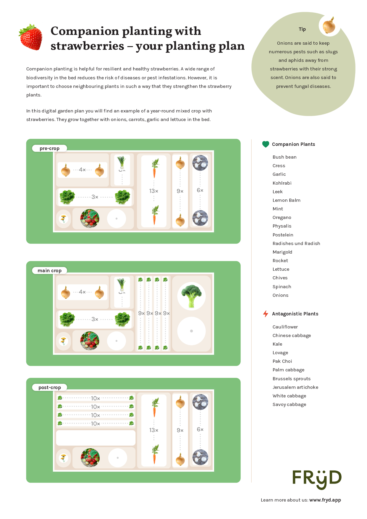 strawberries-planting-plan-good-neighbors.pdf