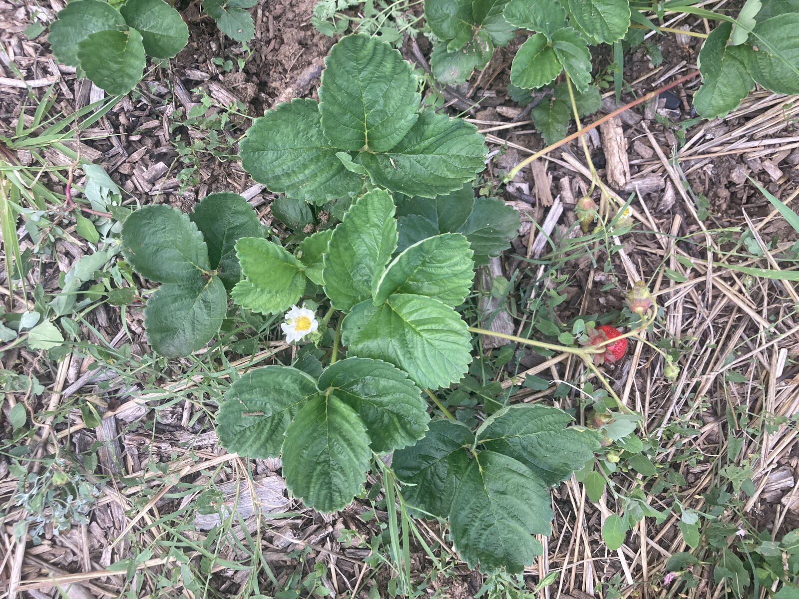 Strawberry plant with mulch made from bark mulch