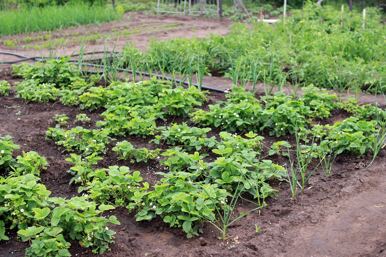 Strawberries in mixed cultivation with garlic