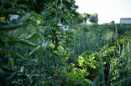 Mischkultur mit Tomaten: Nachbarn und Fruchtfolge