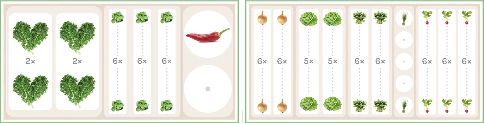 Pre-cultivation and post-cultivation with chili and peppers in raised beds