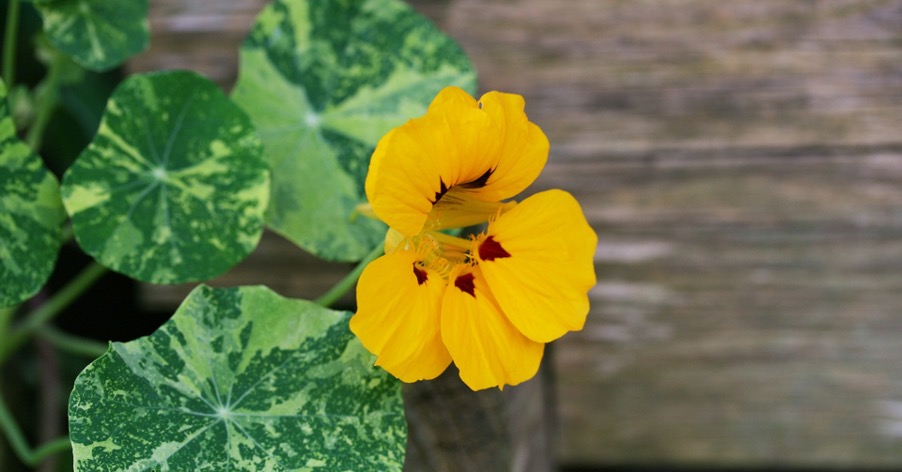 Nasturtiums are good neighbors for peppers and chilies