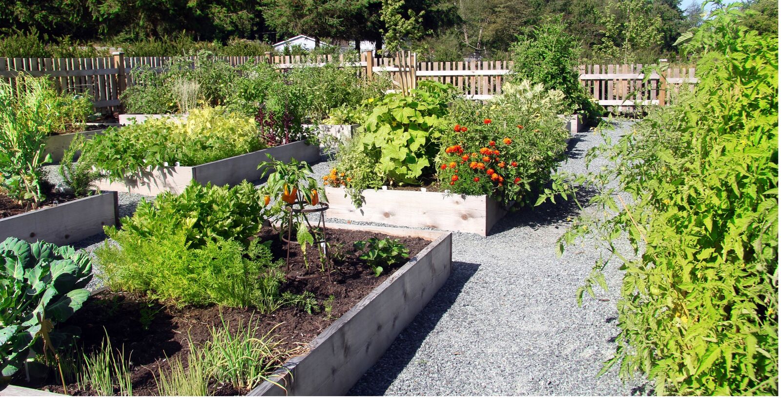 Chili and peppers in mixed cultivation