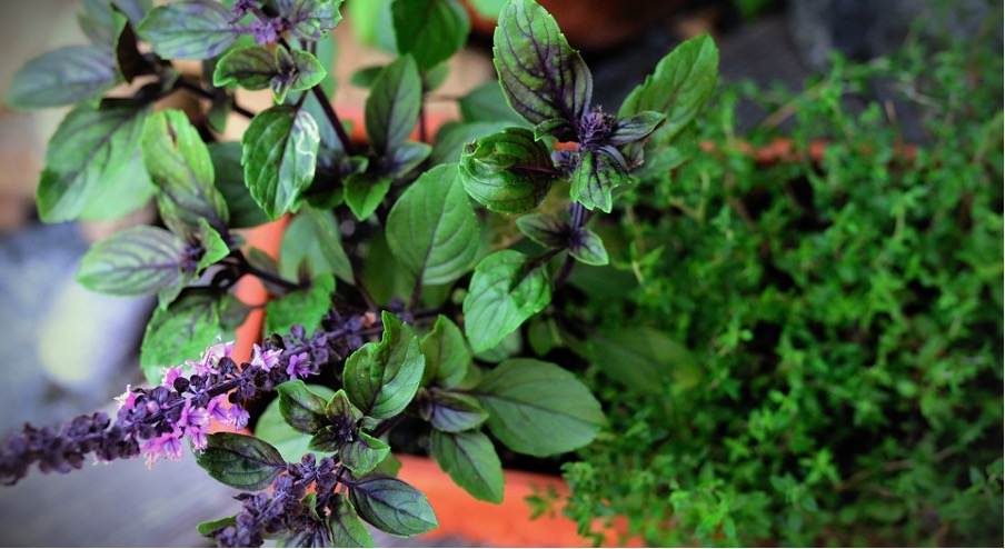 Basil as a good neighbor for peppers and chili