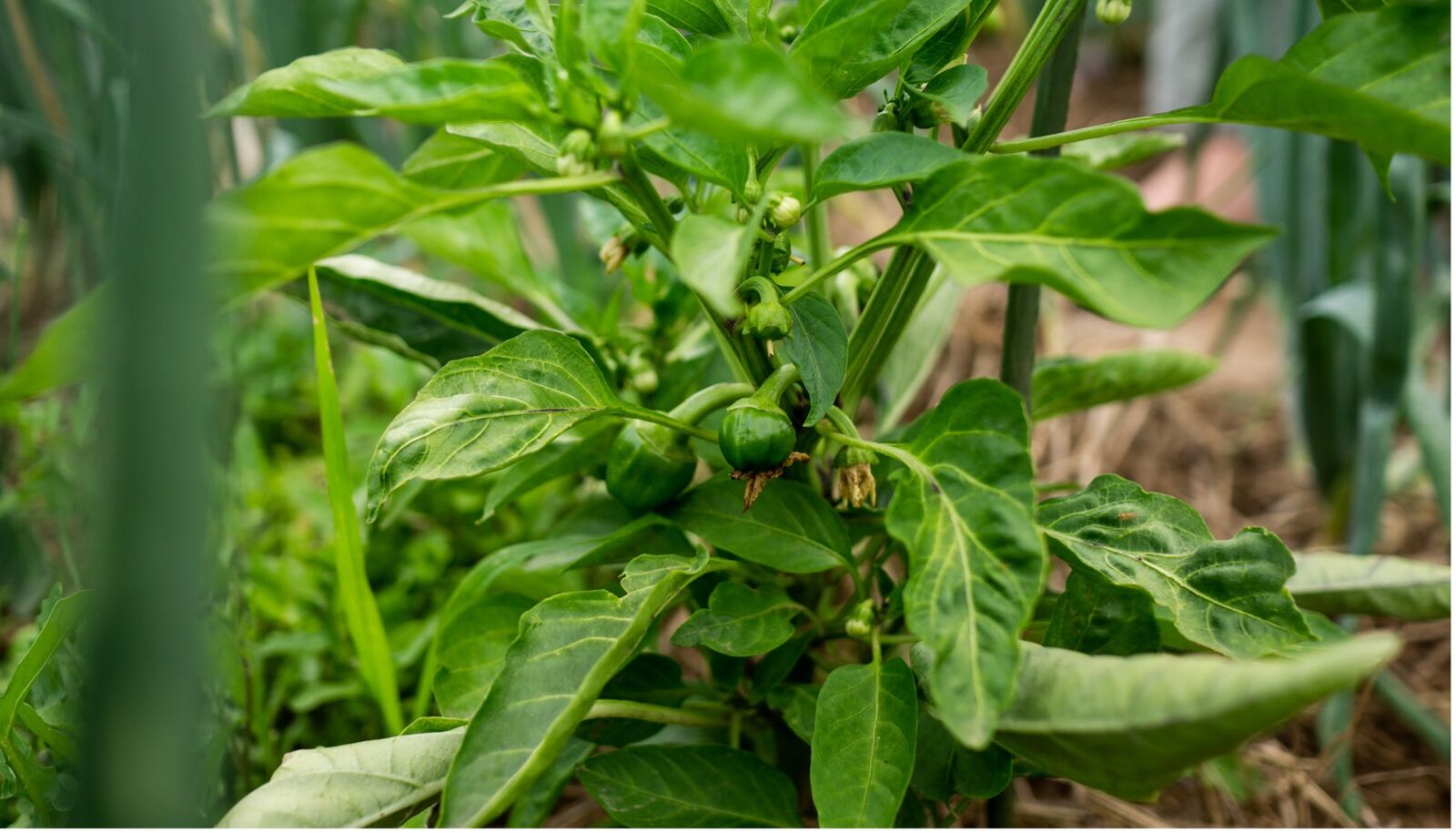 Mixed culture with peppers and chili