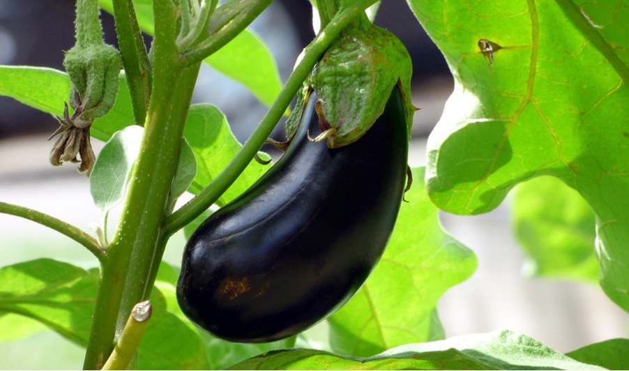 Eggplant as a bad neighbor for peppers