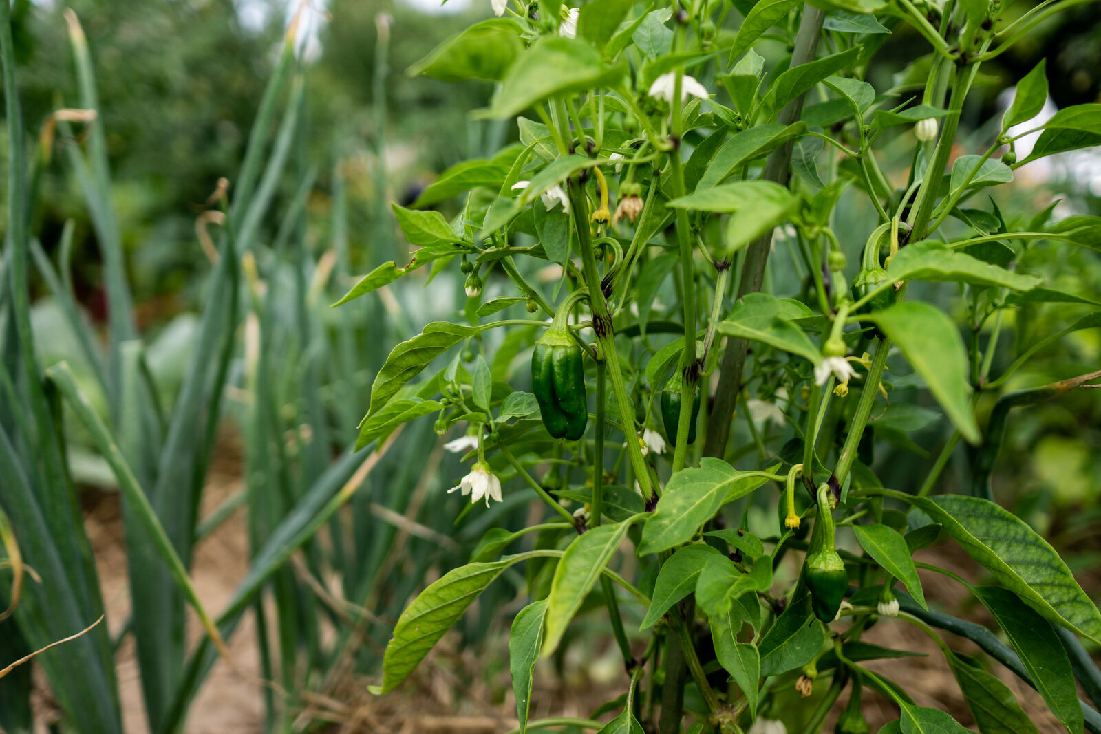 Peppers in mixed cultivation 