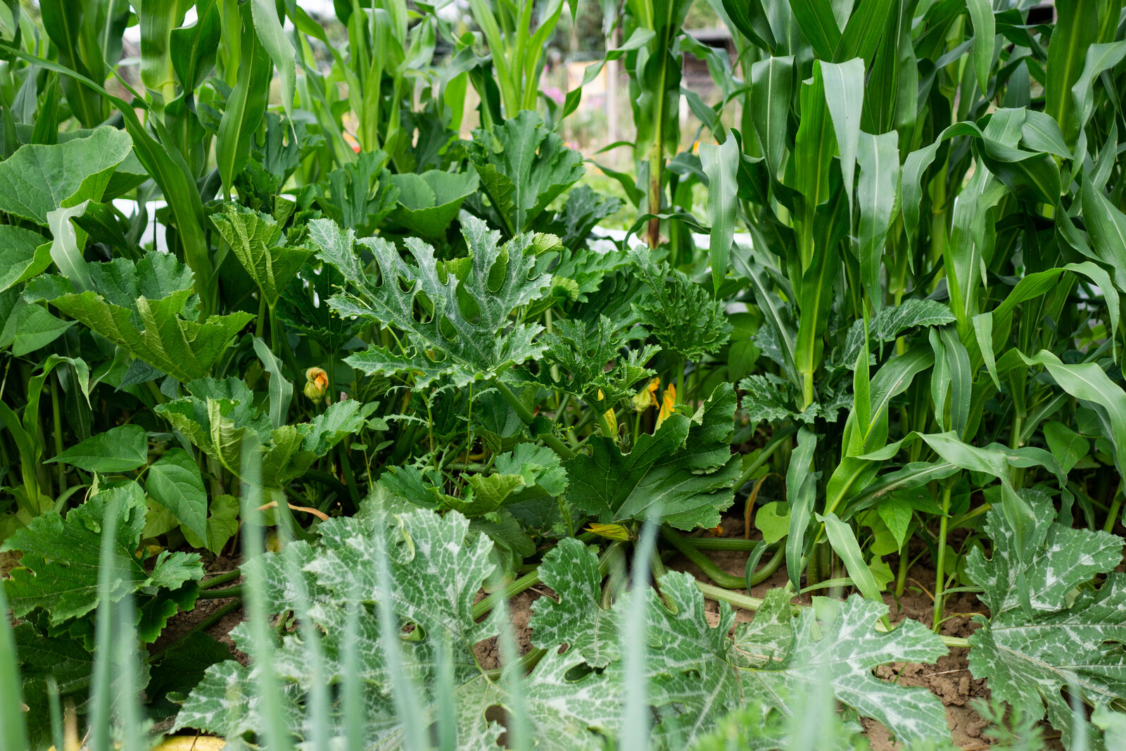 Zucchinis in the milpa together with corn and beans