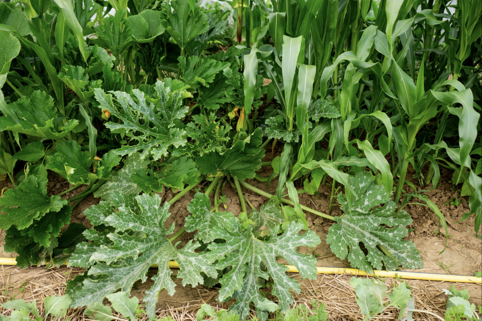Zucchini: Companion plants, antagonistic plants with a companion planting plan