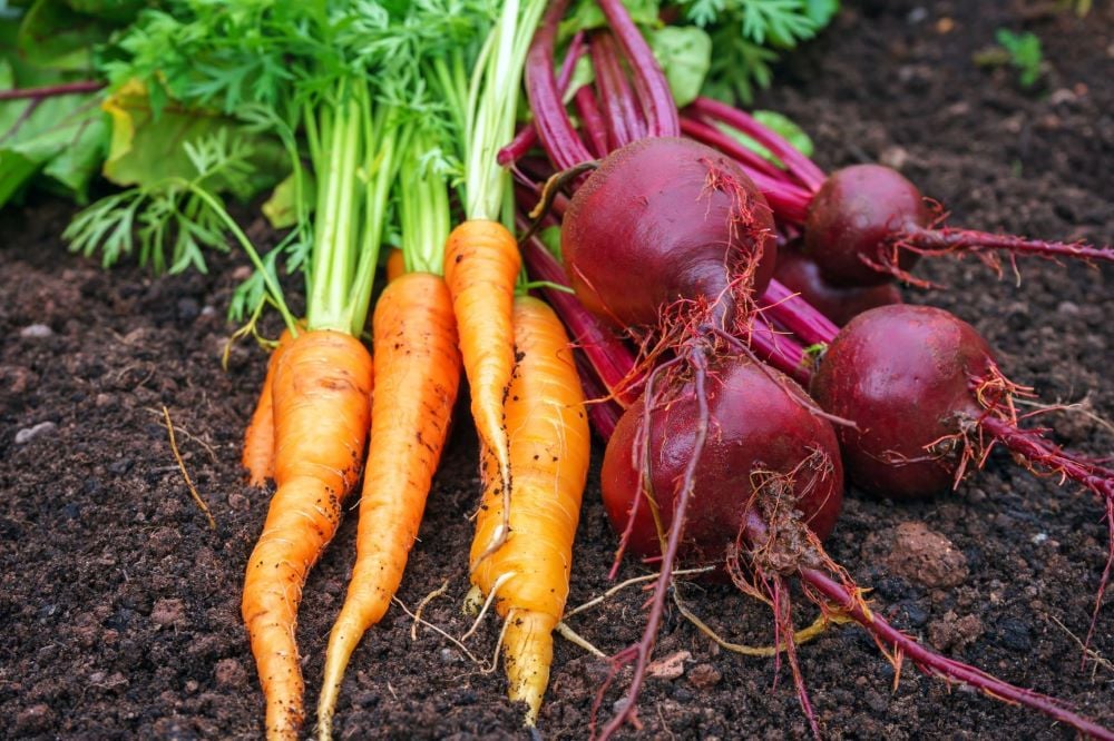 Carrots, beet