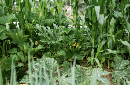 Companion planting: Which vegetables go together? (with PDF)