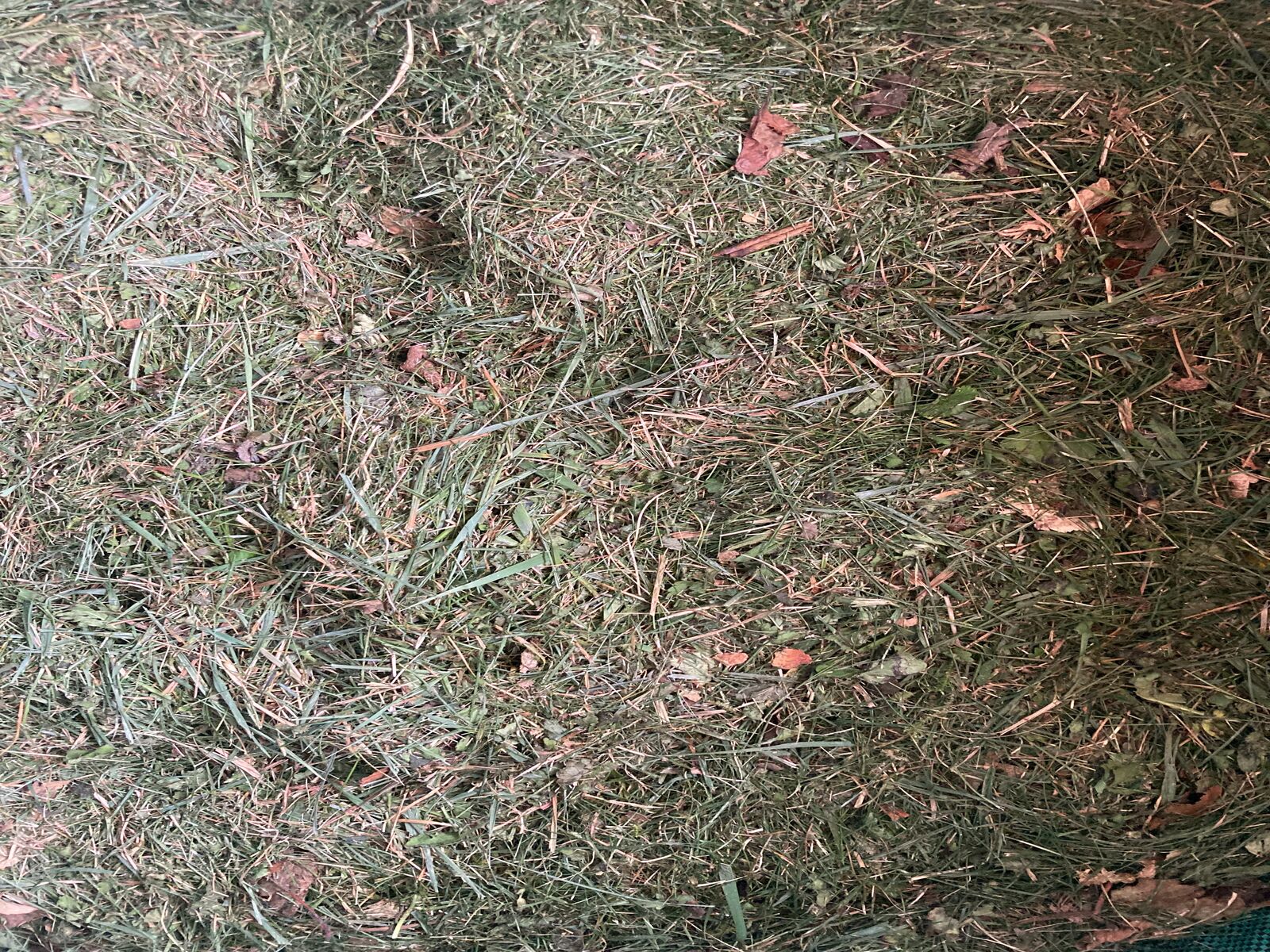 Grass cuttings as mulch