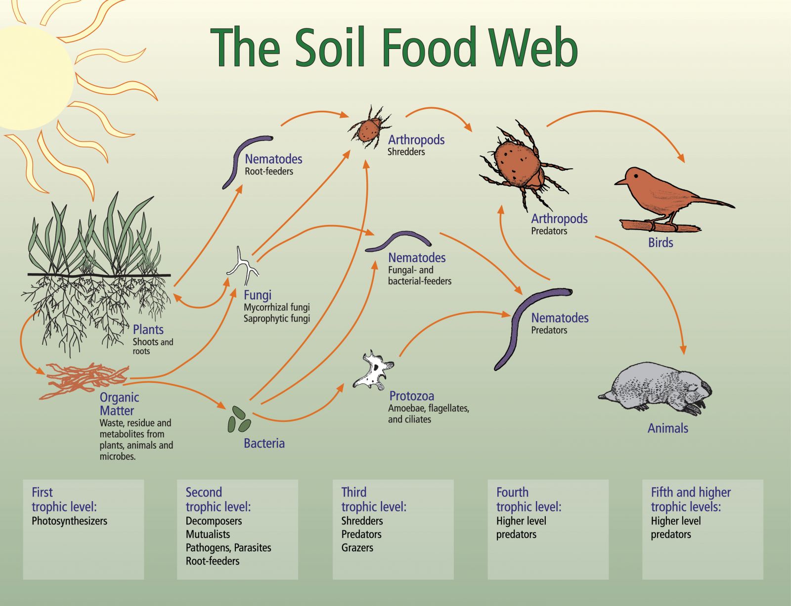 Bodennahrungsnetz (in englisch: The Soil Food web)