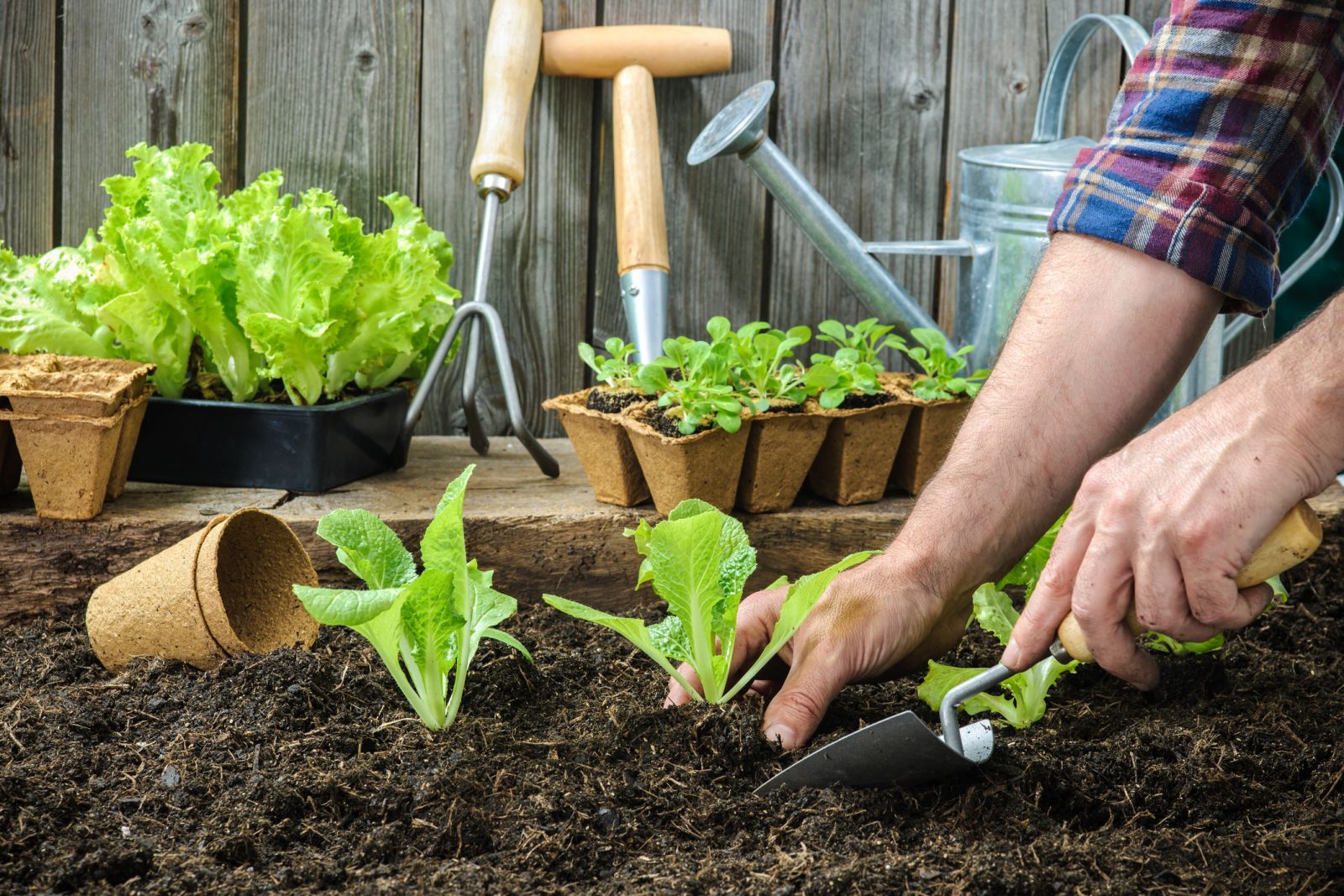 Salatjungpflanzen werden in den Boden gepflanzt. 