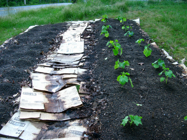 No-Dig-Methode und Sheet-Mulching: Gärtnern ohne Umgraben