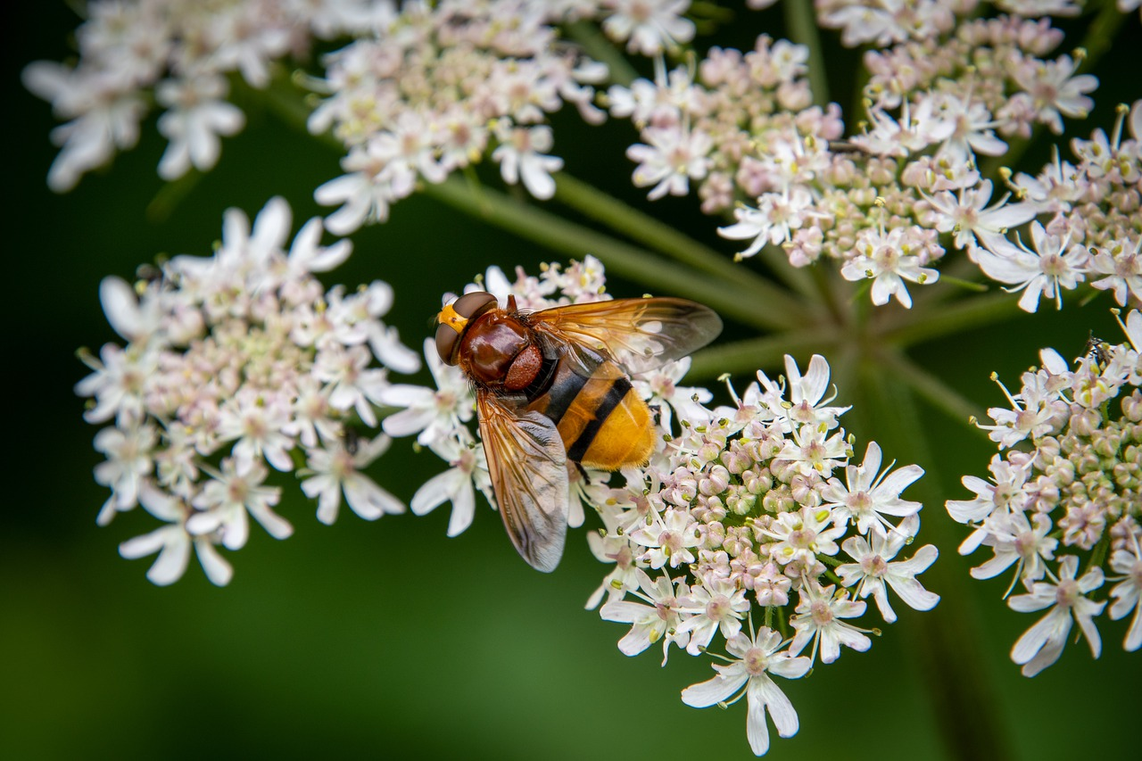 Nützlinge: Insekten & andere Tiere im Garten