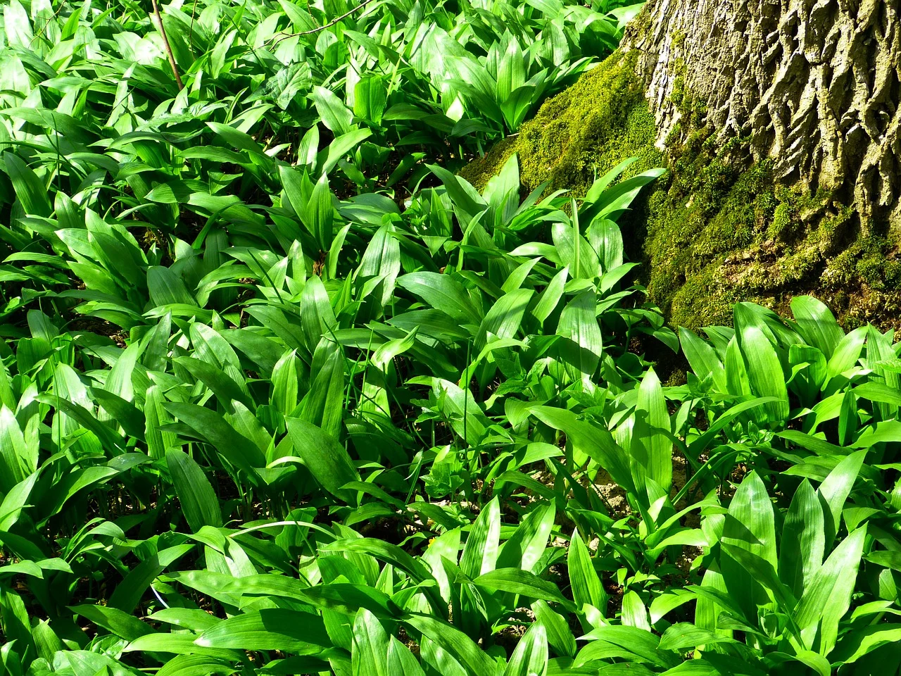 Wild garlic in a forest garden