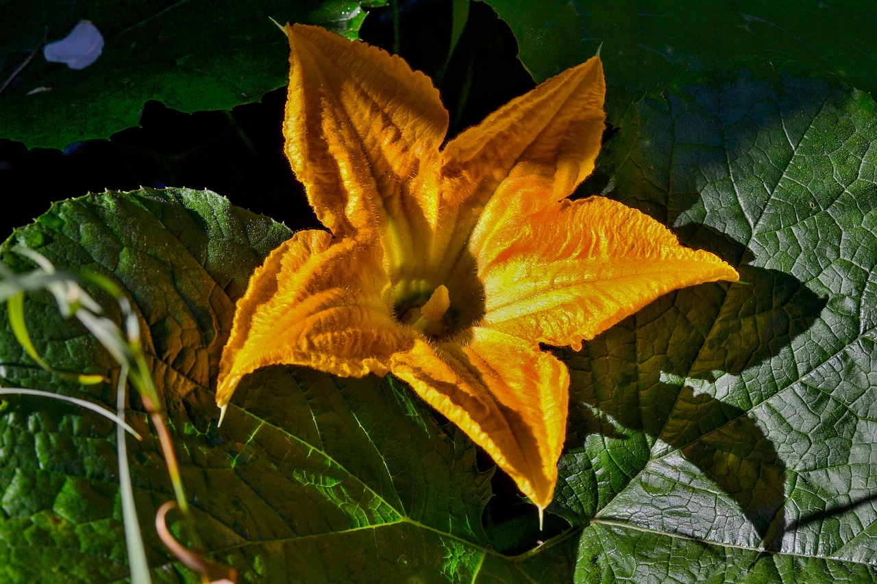 Pumpkin flowering with yellow flower