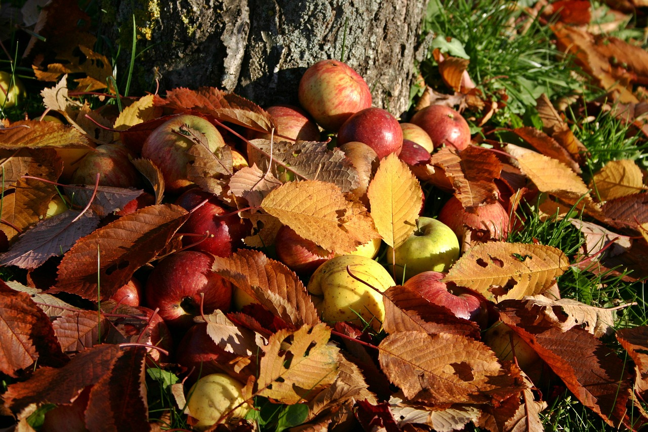 Obstbäume pflanzen: von Äpfeln, Birnen & Pflaumen