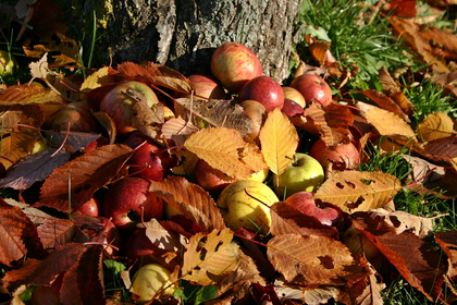 Planting fruit trees: about apples, pears & plums