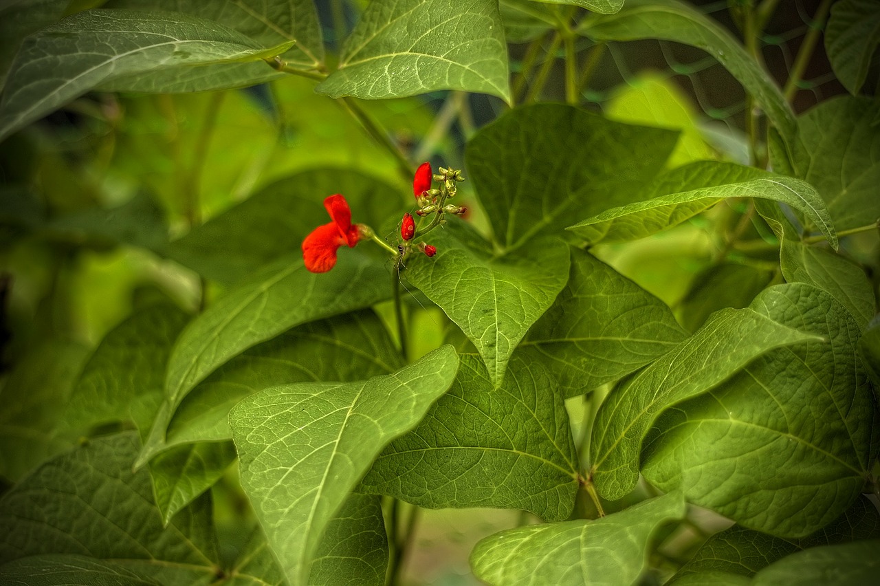 Runner beans with red flowers