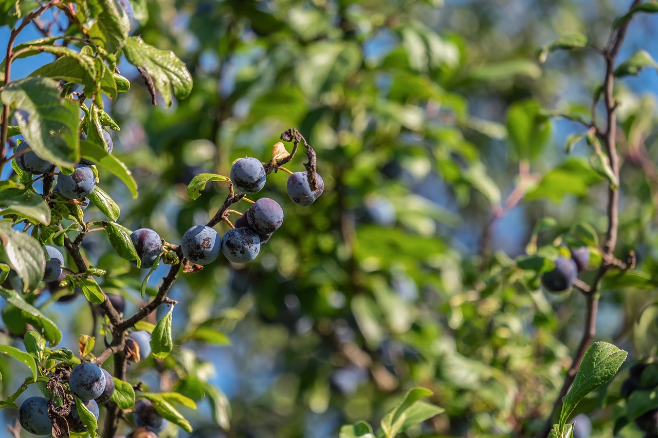 fruit tree planted in fall