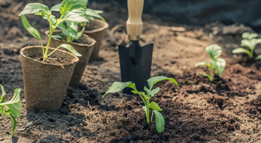 Bell pepper &amp; chili seedling cultivation