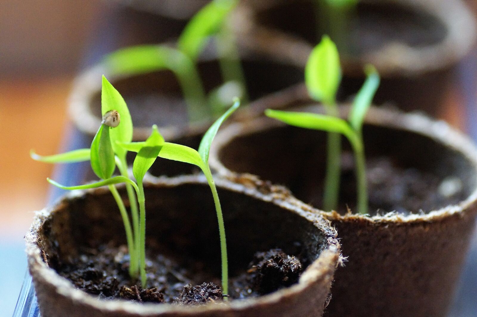 Paprika/Chili Germination temperature