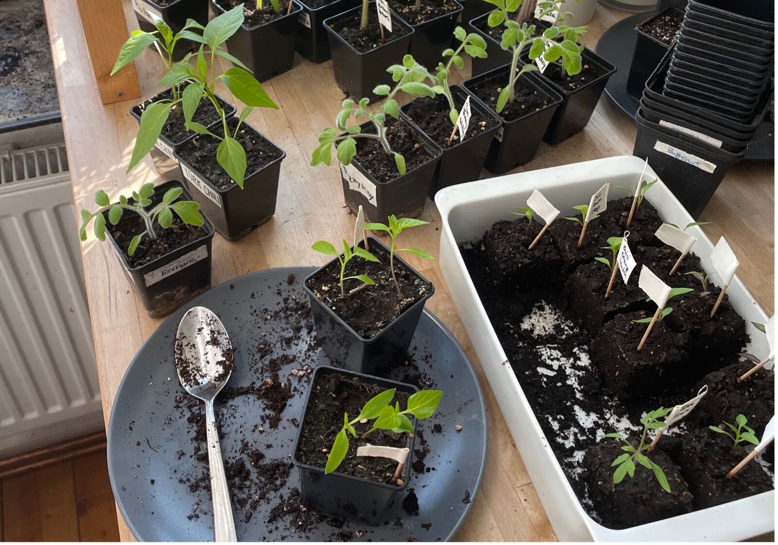 Peppers &amp; chilli peppers &amp; repotting