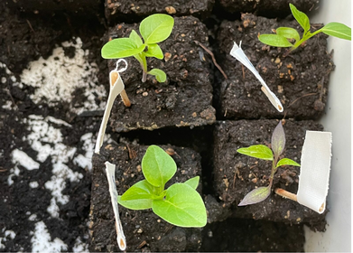 Propagating Peppers/Chillies: How to Grow Them Successfully
