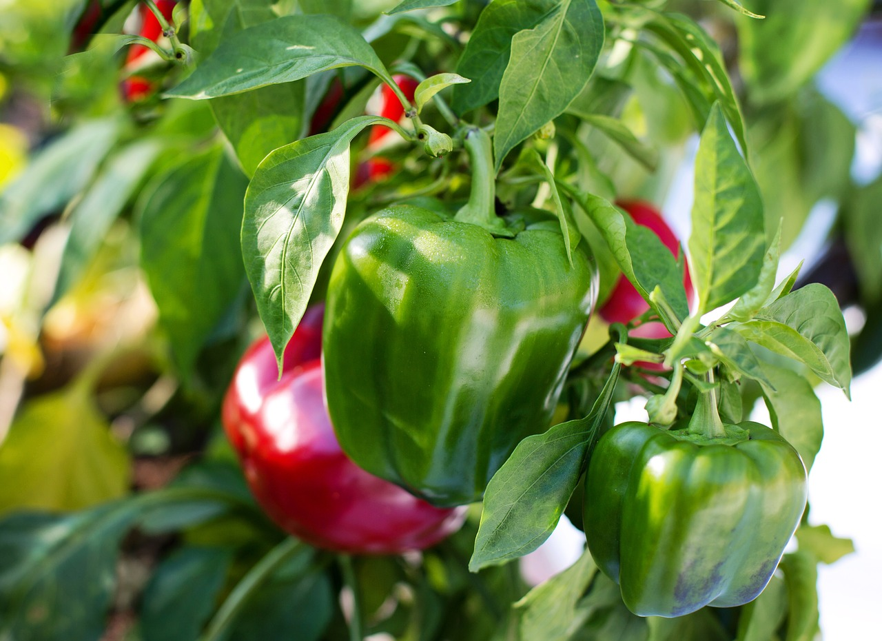 Paprika/Chili säen, pflanzen & ernten