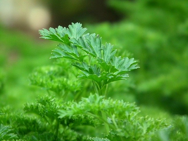 Sowing & planting parsley: Tips for a rich harvest