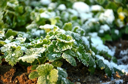 Overwintering parsley: how to do it successfully