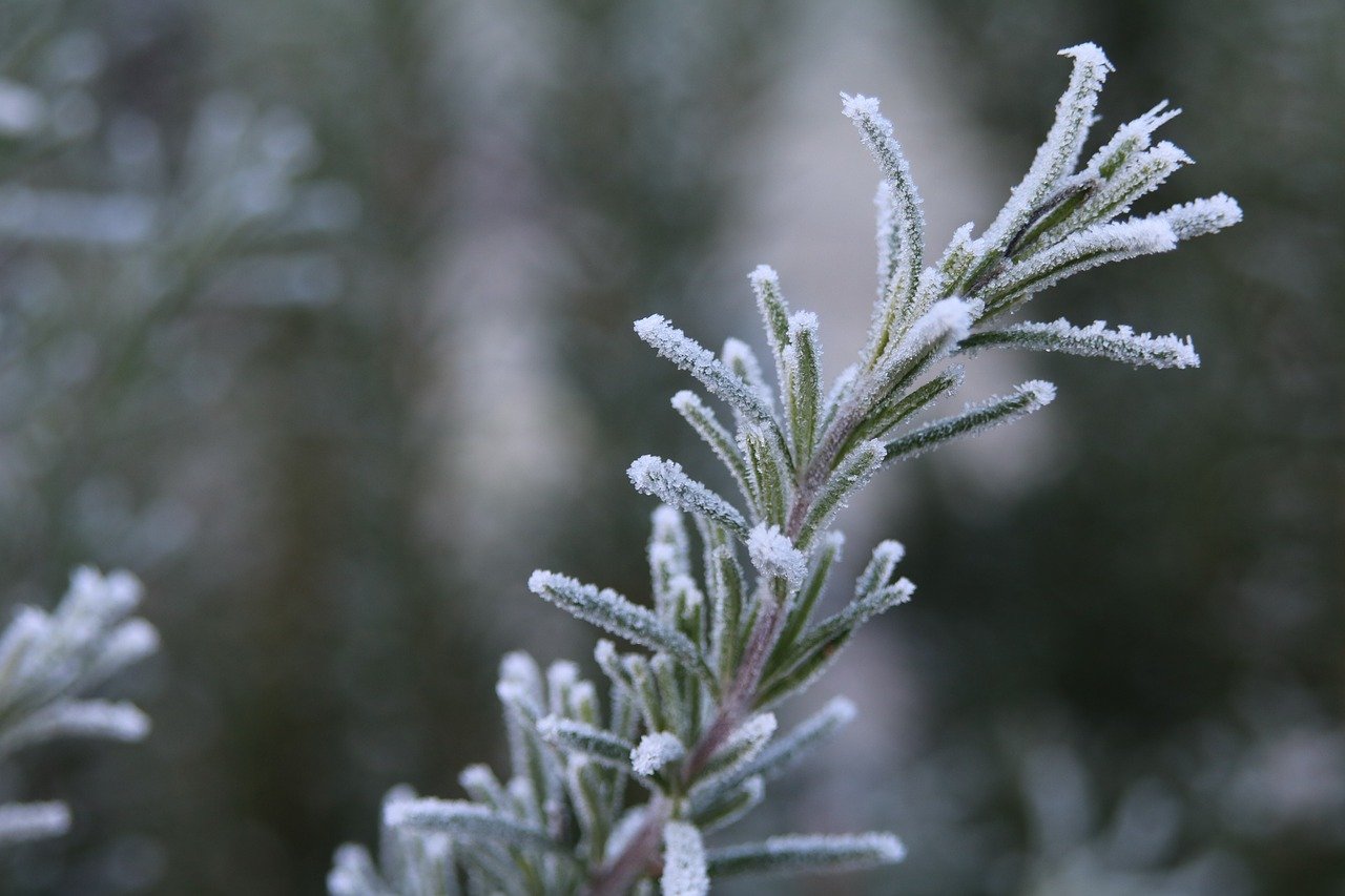 Rosemary in winter with frost