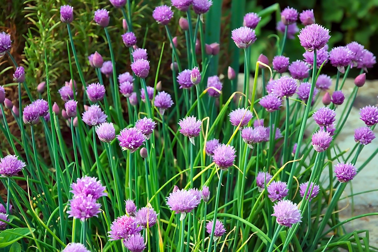 flowering chives