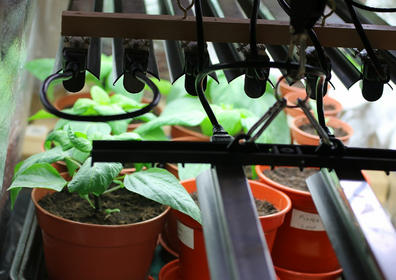 Pflanzenlampe für die Anzucht und zum Pflanzen überwintern