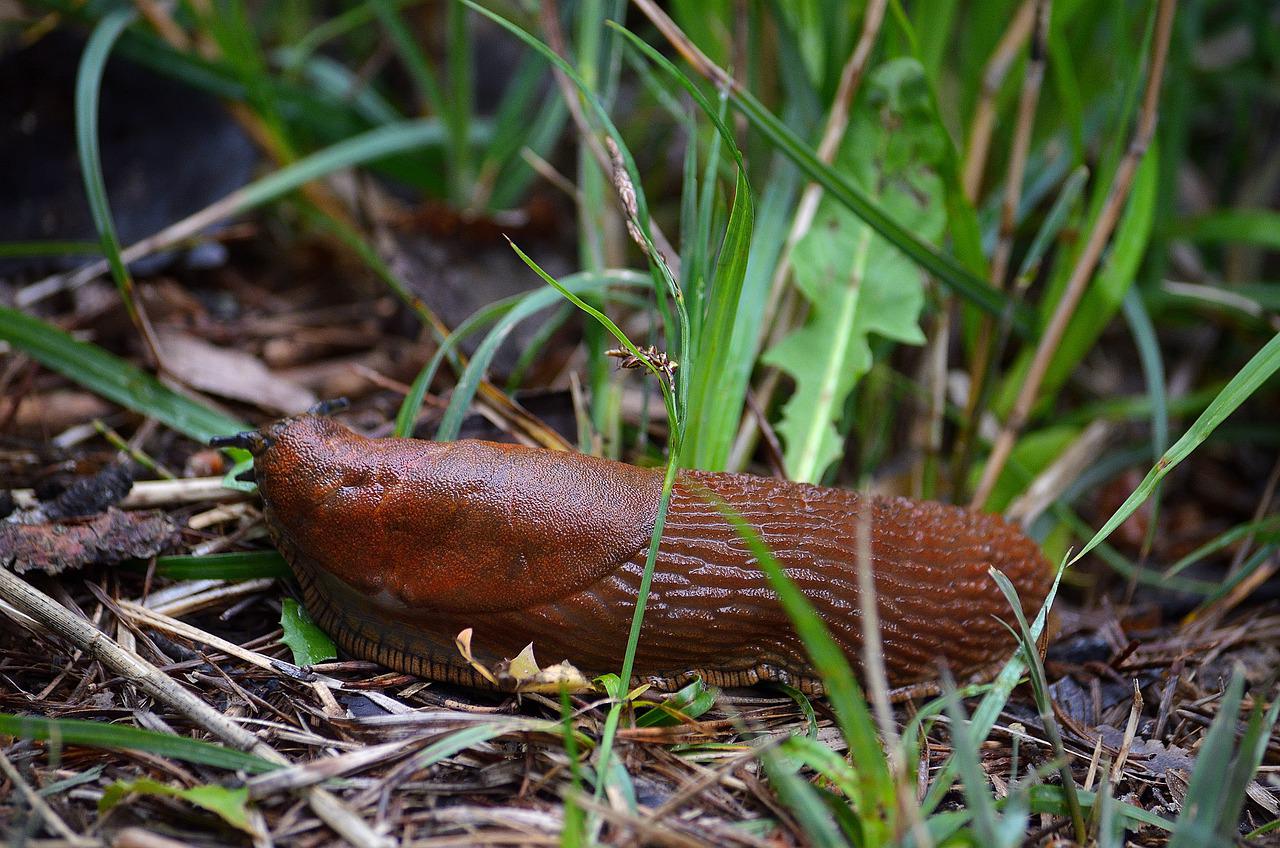 Slug in the garden