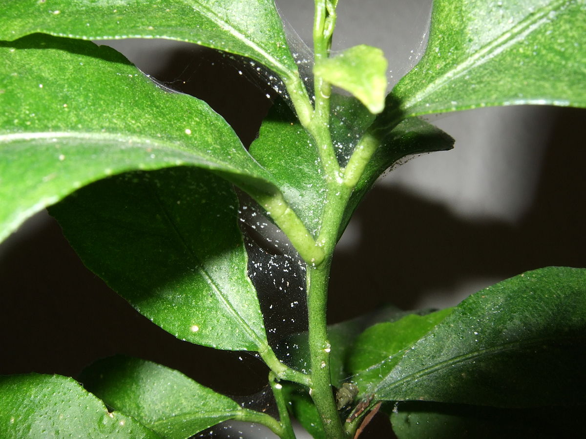 Spider mites on houseplants