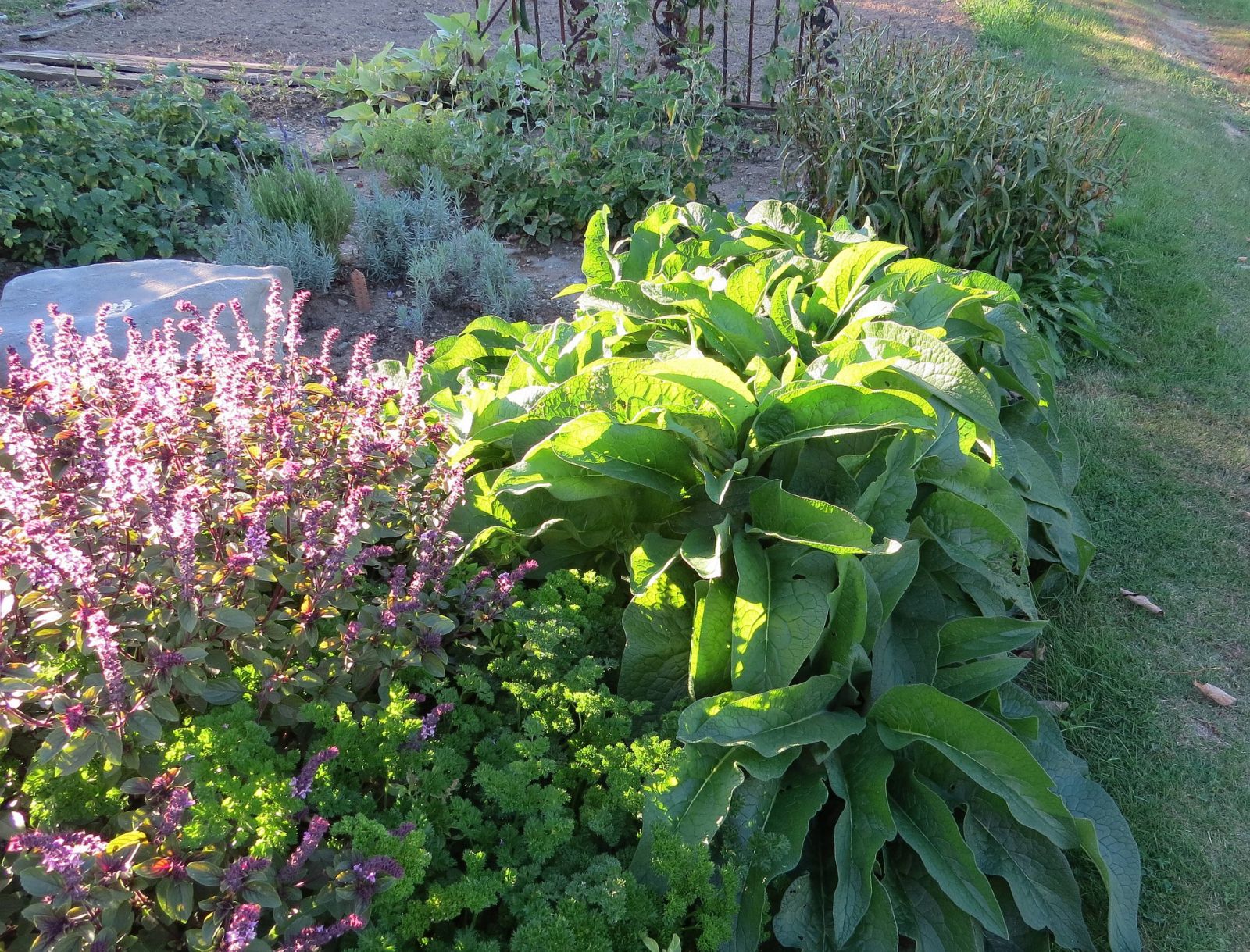 Comfrey in a mixed culture in the garden bed.