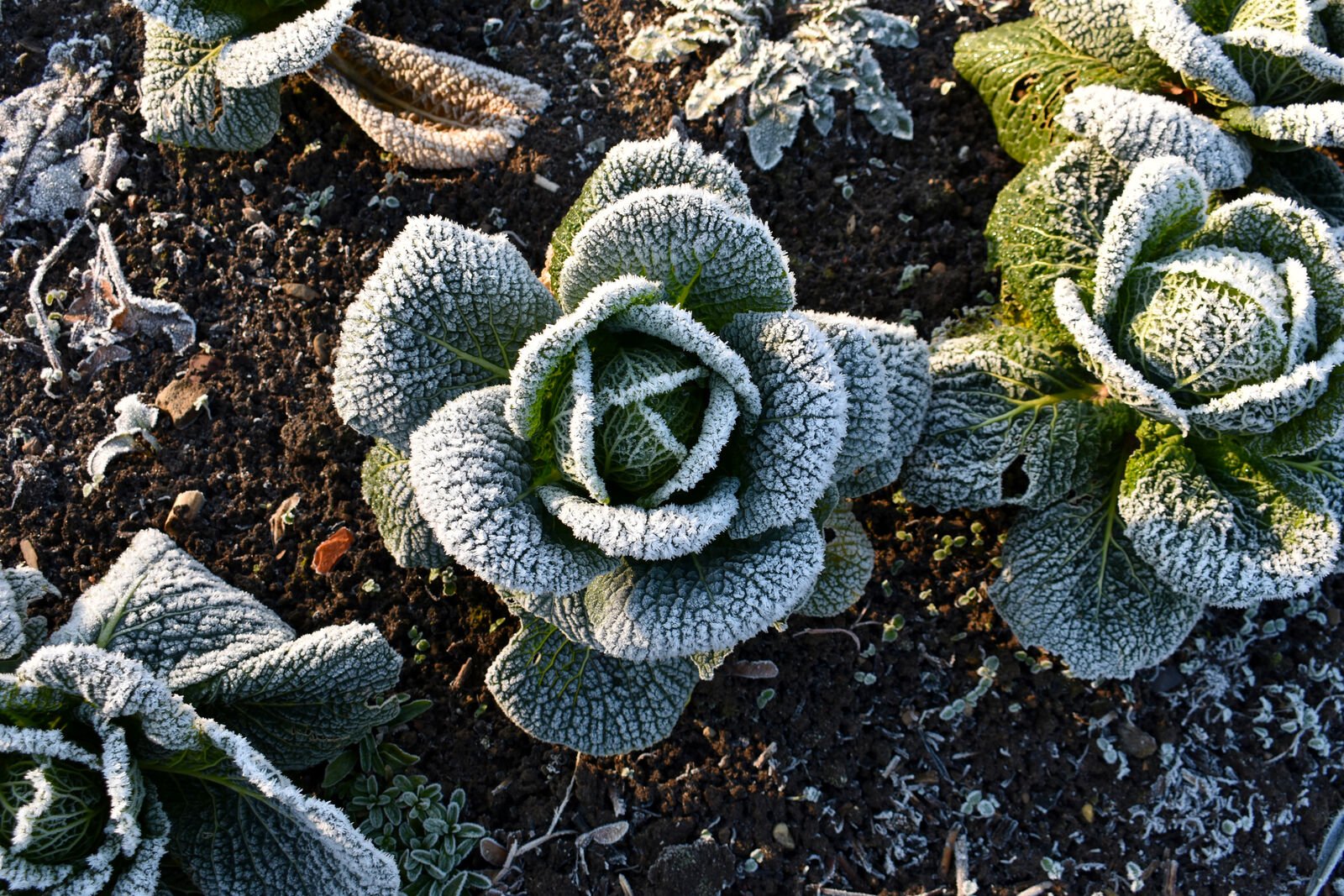 Cabbage in winter