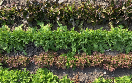 Lettuce varieties: Which salad greens to grow?