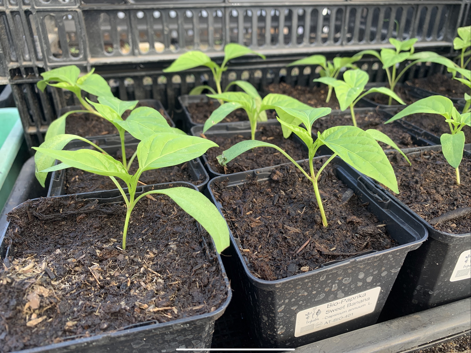 Paprika-Jungpflanzen kurz nach dem Pikieren