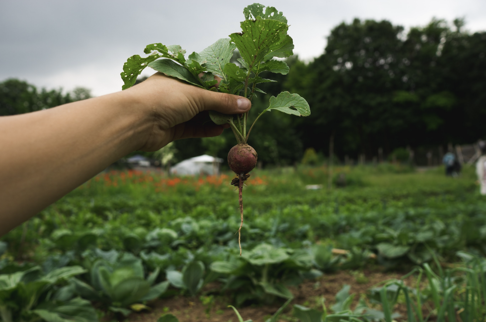 Radish ready to harvest