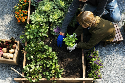 Small vegetable garden, big harvest - here's how
