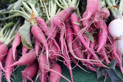 Growing radishes in a pot, garden or raised bed