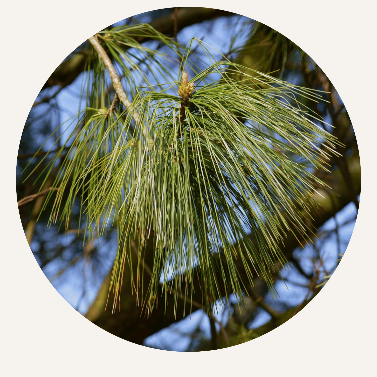 Kiefernnadeln erkennen und sammeln