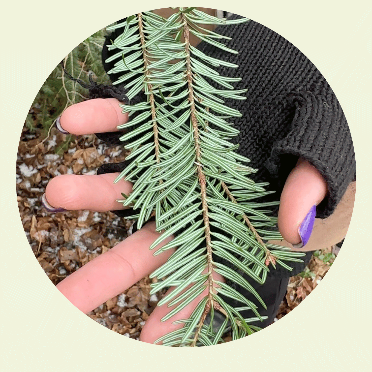 Tannennadeln erkennen und sammeln